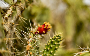 Curaçao - Christoffel National Park