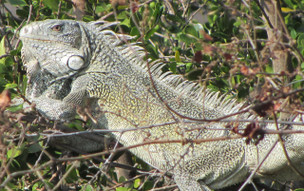 Curaçao - Christoffel National Park