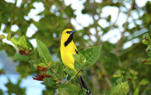 Curaçao - Christoffel National Park