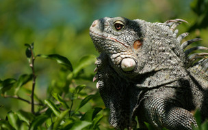 Curaçao - Christoffel National Park