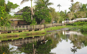 Jamajka - fauna a flóra