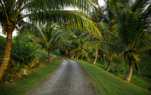 Jamajka - fauna a flóra