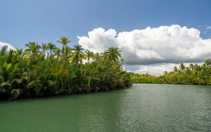 Jamajka - fauna a flóra