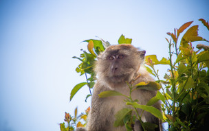 Langkawi - mezi plážemi a mangrovy