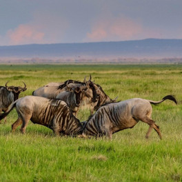 Keňa - Masai Mara