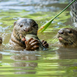 Singapur - příroda