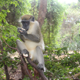 Barbados - přírodní rezervace