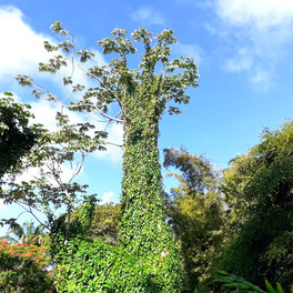 Barbados - přírodní rezervace