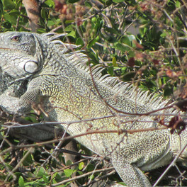 Curaçao - Christoffel National Park