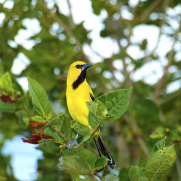 Curaçao - Christoffel National Park