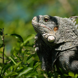 Curaçao - Christoffel National Park