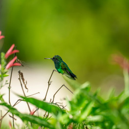 Curaçao - Christoffel National Park