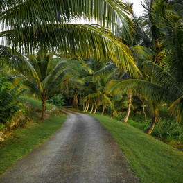 Jamajka - fauna a flóra