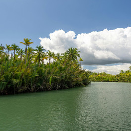 Jamajka - fauna a flóra