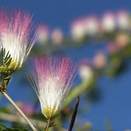 Jamajka - fauna a flóra