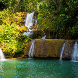 Jamajka - fauna a flóra