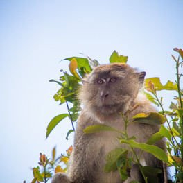 Langkawi - mezi plážemi a mangrovy
