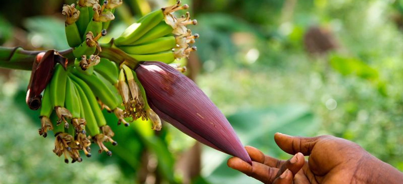 zanzibar_46469872715_o