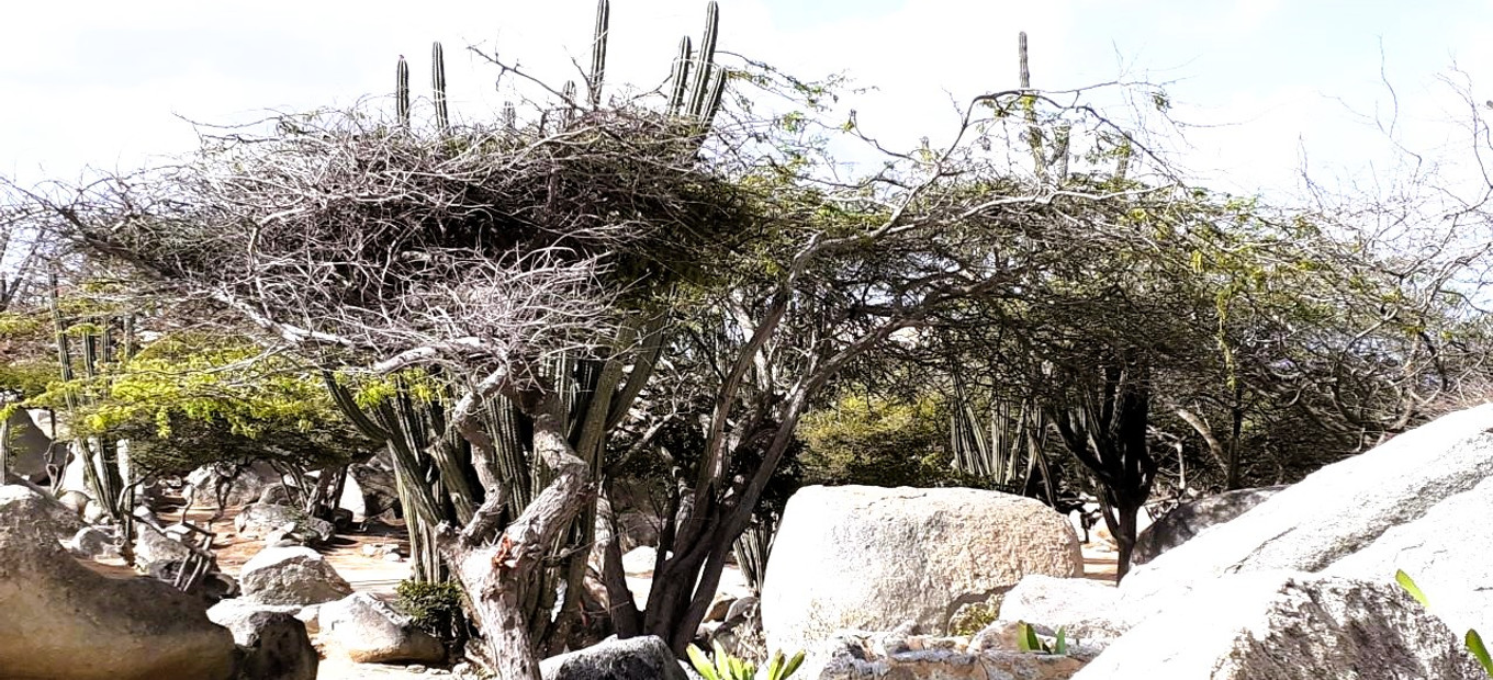 Aruba - Ayo a Casibari