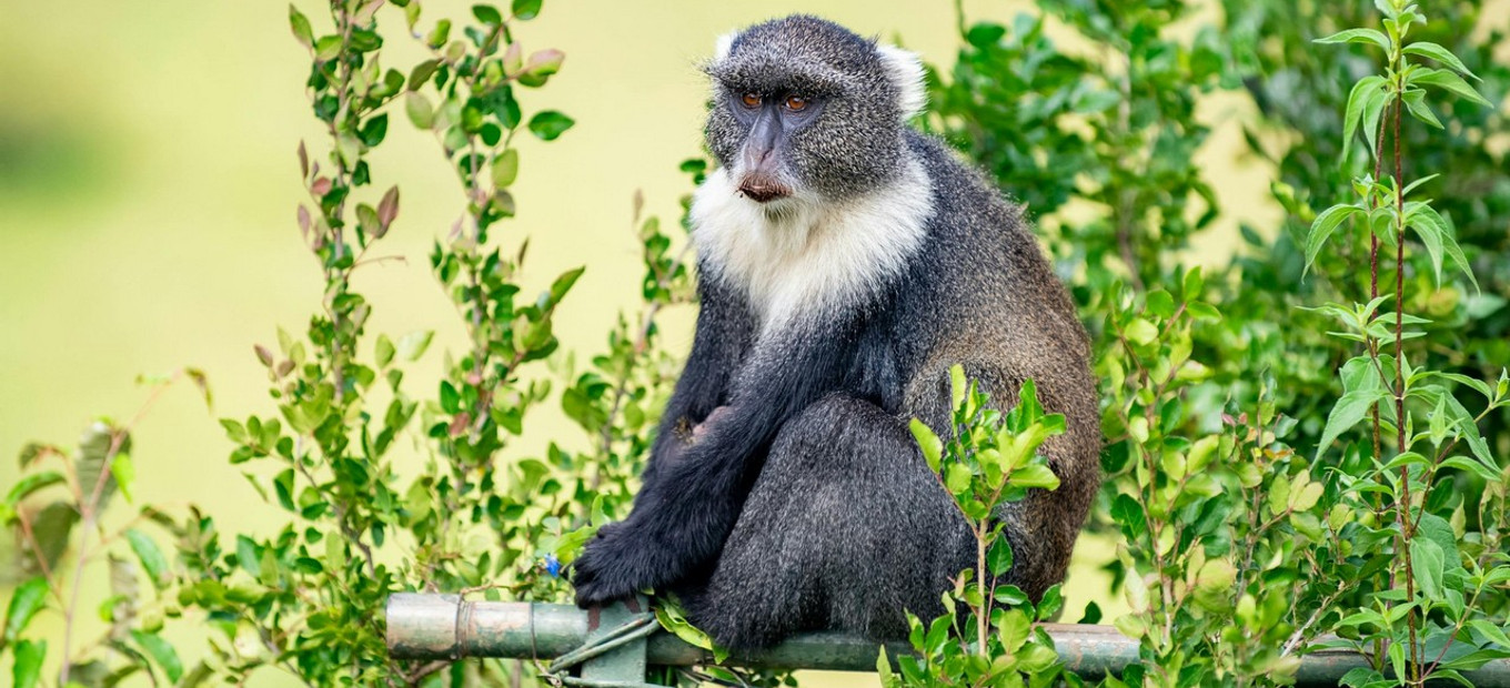 Keňa - Národní park Amboseli