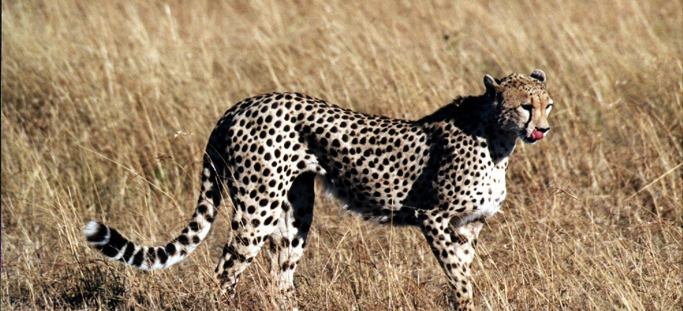 Keňa - Národní park Amboseli