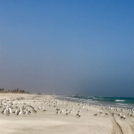 salalah (4)