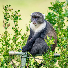 Keňa - Národní park Amboseli