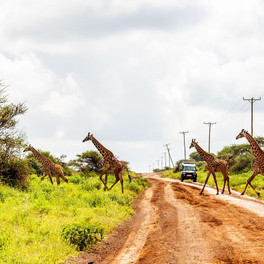 Keňa - Národní park Amboseli