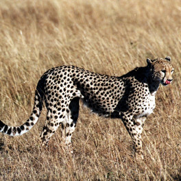 Keňa - Národní park Amboseli