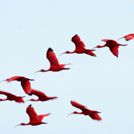 Trinidad a Tobago - geografie
