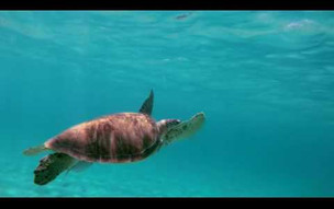 Timeless memories - Le Jardin Malanga, Guadeloupe [ENG]