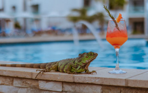 The Mill Resort and Suites