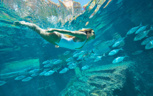 The Coral at Atlantis