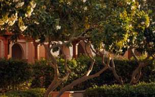 One and Only The Palm