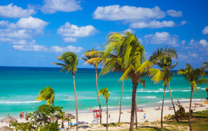 Starfish Cuatro Palmas