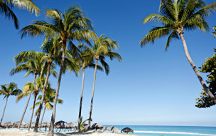 Starfish Cuatro Palmas