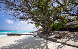 Taj Coral Reef Resort & Spa, Maldives