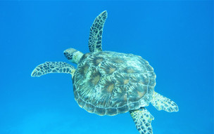 The Halcyon Private Isles Maldives, Autograph Collection