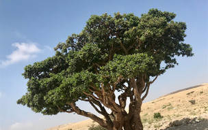 salalah (10)