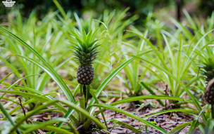 zanzibar-picutres-45_50248275816_o