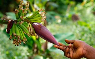 zanzibar_46469872715_o