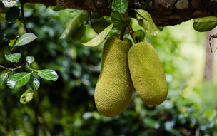 zanzibar-picutres-44_50248481772_o