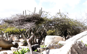 Aruba - Ayo a Casibari