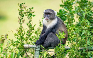 Keňa - Národní park Amboseli