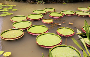 Singapur - příroda