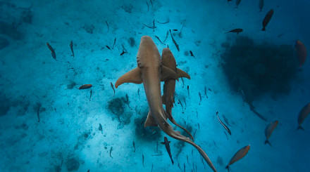 Slevy a akce Maledivy